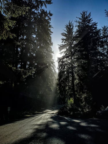 Avenue Of the Giants 