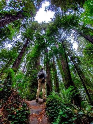 Hiking in Redwoods State Park