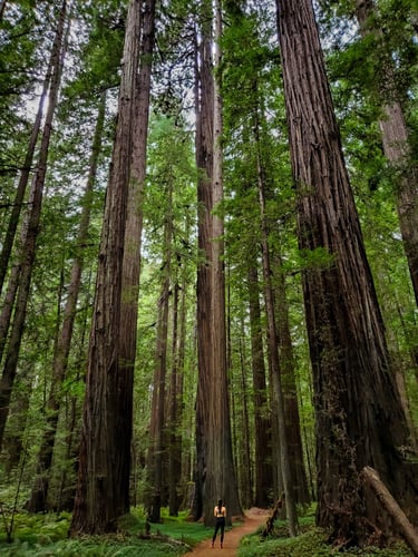 Redwoods State Park "walking amongst giants"