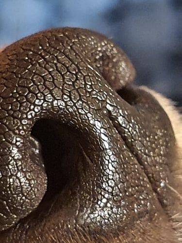 olfaction nosework flair détection recherche