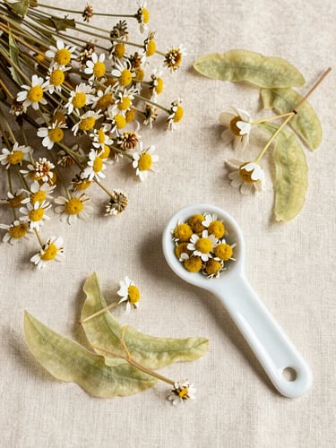Overhead flat-lay of dried chamomile flowers and linden blossoms arranged on cream linen beside a ceramic measuring spoon, diffuse north-facing daylight, sharp botanical specimen clarity