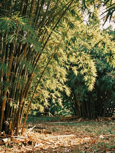Wide environmental shot of lush green bamboo groves in Torrinha-SP, golden sunlight filtering through the leaves, rich earth tones, 35mm film
