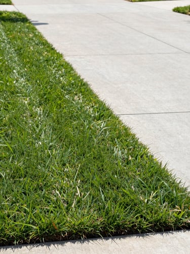 Straight-on clean-cut lawn edge bordering a neat concrete driveway in Northeast Philadelphia, bright morning daylight, crisp green grass, professional landscaping stripes.
