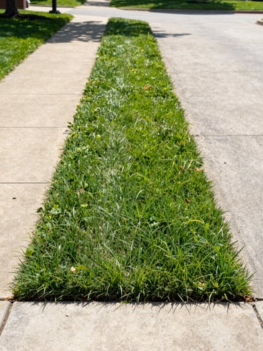 Straight-on composition of a perfectly manicured green lawn in Northeast Philadelphia, featuring crisp, clean edges along a concrete driveway under bright morning daylight.
