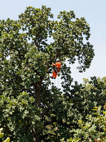 Wide environmental shot of a professional arborist in safety orange gear pruning a massive oak tree canopy, bright natural daylight, high-contrast forest green leaves against a clear sky.
