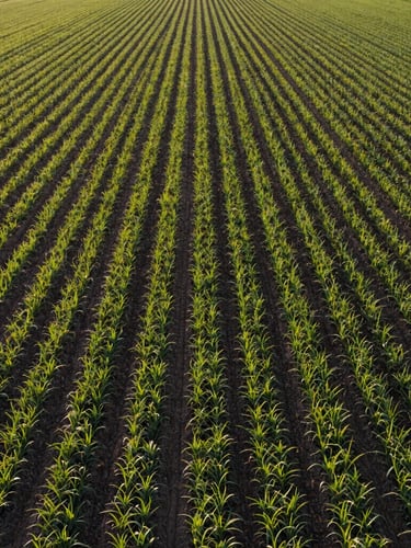 Wide-angle aerial drone perspective of perfectly straight, healthy green crop lines in the early morning golden hour light, rich soil visible between rows, UK midlands countryside.