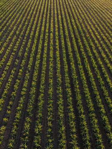Aerial drone perspective of perfectly straight emerald crop rows in early morning golden light, rich dark loam visible between lines.
