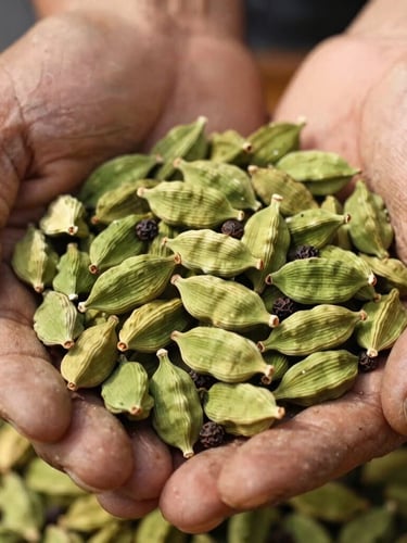 Close-up macro shot of vibrant green cardamom pods and raw black peppercorns being held in weathered, hardworking hands, bright natural daylight, rich organic earth tones, shallow depth of field