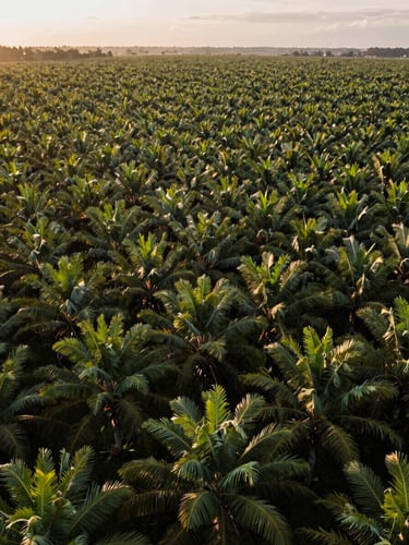 Wide overhead view of Indonesian palm plantation rows stretching to the horizon under golden-hour daylight, geometric canopy lanes converging in the distance, land scale evident, no people visible