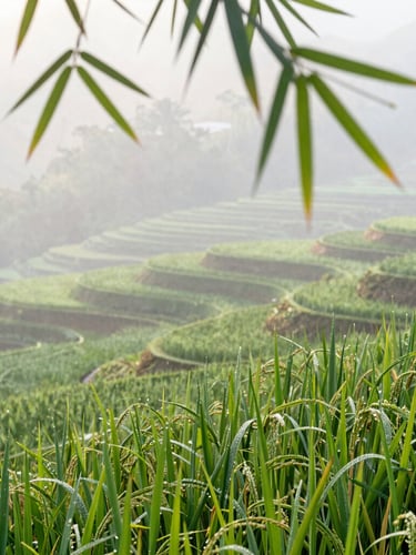 Beautiful close-up of green rice terraces in Ciseeng with morning dew, soft sunlight filtering through bamboo leaves, 35mm editorial photography