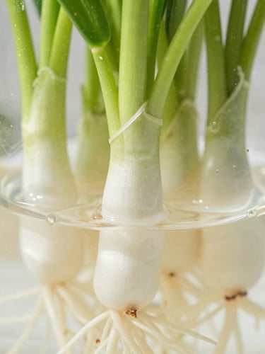 Macro shot of healthy white plant roots suspended in clean water, bright natural daylight, vibrant green stems above, shallow depth of field