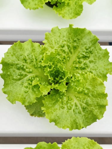 Top-down view of vibrant green lettuce leaves growing in a clean, white home hydroponic system, bright indoor daylight