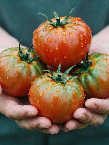 Close-up of weathered hands holding vibrant heirloom tomatoes with dew drops, soft early morning northern daylight, rich matte green and deep crimson tones, shallow depth of field