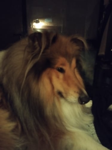 Photograph portrait of rough collie dog in a dark room