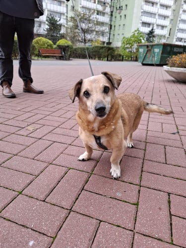 Small cream mix breed dog on a walk