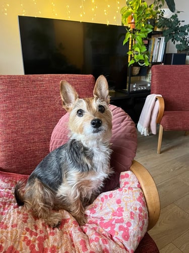 Small yorkshire type dog sitting on a red couch