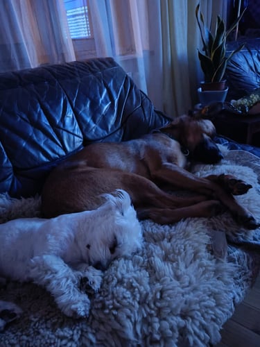 Two dogs sleeping on a couch in a dark room