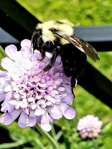 Flowers, Bees, Pollination, garden