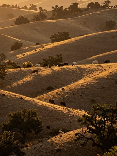 Wide environmental landscape of sun-drenched California oak-studded hillsides at golden hour, a small herd of Shorthorn cattle grazing peacefully in the distance, warm light, 35mm.