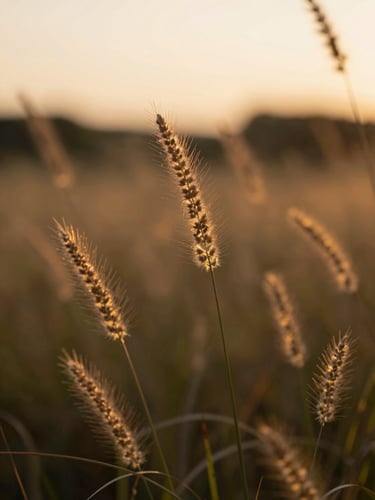 Close-up of wild grass seedheads glowing in soft sunset golden-hour light, shallow depth of field, peaceful nature background.