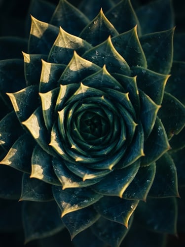Extreme macro photography of botanical Fibonacci spiral, dramatic golden light, deep shadows, 35mm
