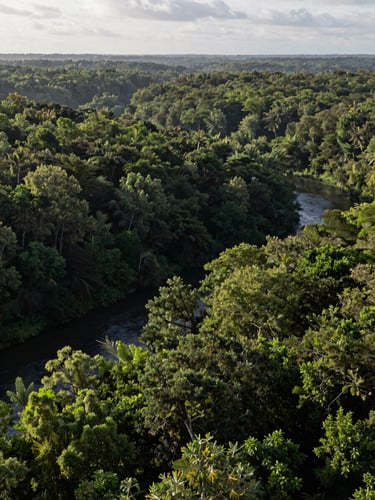 Wide panoramic shot of dense Wanagon forest canopy stretching to the horizon under overcast morning light, a narrow river visible in the lower left third, deep greens layered to the horizon, no human figures