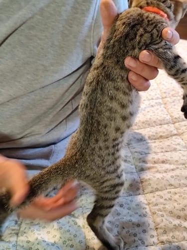 Gatto Savannah cucciolo