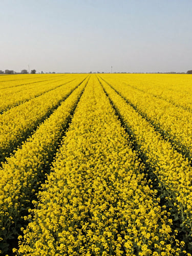 Wide angle environmental shot of bright golden mustard fields in Jhajjar under high-contrast midday sun, clear sky, structured agricultural rows.