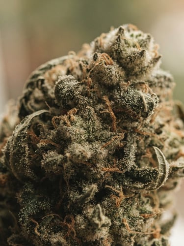 Striking macro shot of trichome-rich cannabis flower, clean-burning, under soft natural window light, shallow depth of field, muted earthy tones.
