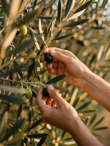 Portrait shot of hands gently picking ripe olives from a tree branch in a Tuscan grove, warm golden-hour sunlight filtering through the leaves, shallow depth of field, rustic texture.