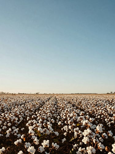 Wide environmental shot of a sun-drenched Australian cotton field under a clear blue sky, golden daylight, expansive horizon