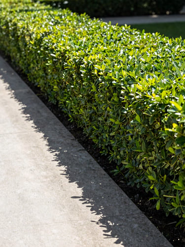Straight-on clean daylight shot of a perfectly trimmed hedge line next to a spotless concrete pathway, sharp shadows, high order.