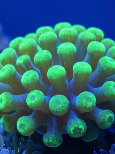 Macro detail shot of vibrant green live coral polyps under cool-toned blue LED lighting in a sterile laboratory setting, sharp focus, clean composition.