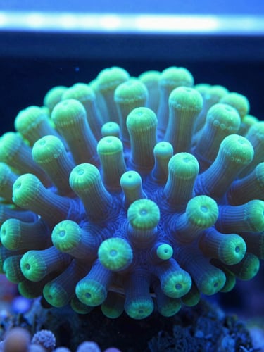 Macro photograph of vibrant green and blue acropora coral polyps under cool-toned laboratory LED lighting, sharp focus, clean water.