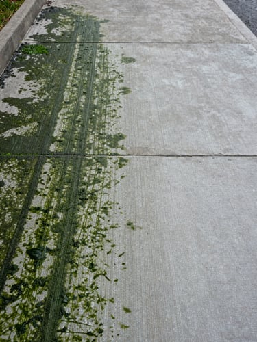 Close-up wide shot of a concrete walkway, left half caked with dark green algae and grime, right half pressure-washed clean showing bright grey concrete texture, natural overcast daylight, straight-on framing showing full surface width