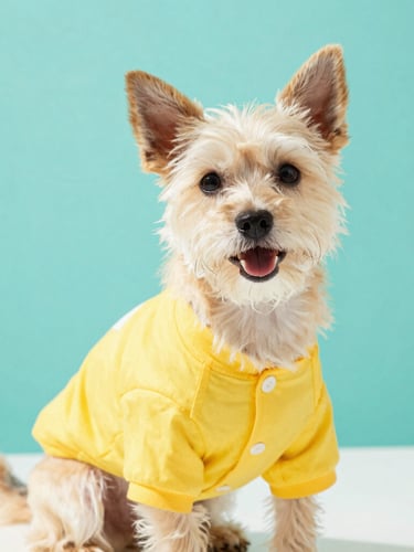 Bright high-key pet photography of a happy small dog wearing a colorful custom-made yellow shirt, soft natural daylight, vibrant teal background, eye-level medium shot, shallow depth of field, 35mm