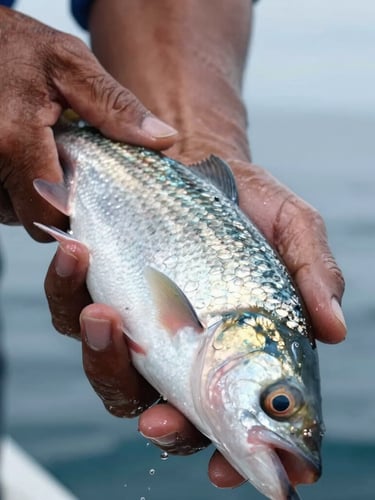 Extreme close-up of a fisherman's weathered hands holding a freshly caught fish with glistening scales, cool overcast daylight, 35mm documentary style