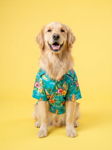 A happy golden retriever sitting proudly wearing a vibrant teal hawaiian shirt, bright high-key pet photography, soft natural studio light, yellow backdrop, shallow depth of field, 50mm lens.