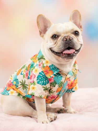 Bright high-key pet photography of a happy French Bulldog wearing a colorful custom-tailored hawaiian shirt, sitting comfortably, soft studio background, shallow depth of field.