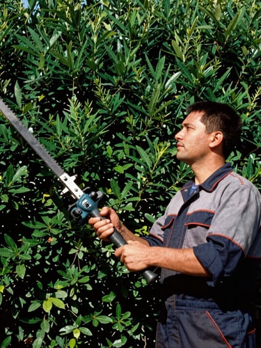 Low-angle heroic shot of a focused operator in workwear holding professional petrol hedge trimmers, sharp direct midday sun casting crisp shadows, dense green hedge background.