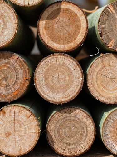 Macro photographic study of uniform, stacked eucalyptus wood cores under high-contrast industrial daylight, displaying fine grain and precise circular cross-sections, 50mm documentary style.