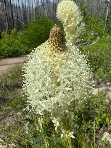 Bear Grass (Xerophyllum tenax)