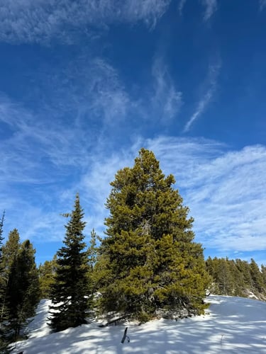 Trees will taper to a point to help shed snow.