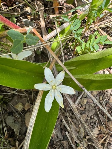 Queen’s Cup (Clintonia uniflora)