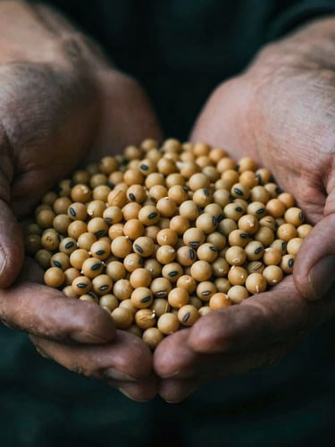 Macro detail of freshly harvested soy grains in a farmer's hands, dramatic side lighting, high contrast, moody financial editorial style, 35mm film grain