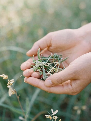 Close-up of Leen's hands gently gathering wild green herbs in a sunny forest clearing, soft diffused daylight, organic sage and oatmeal tones, 35mm photography