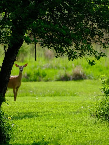 Deer