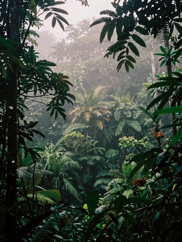 Misty morning primary rainforest canopy in Osa Peninsula, dense layers of green foliage, low-hanging fog, raw editorial photography, 35mm film