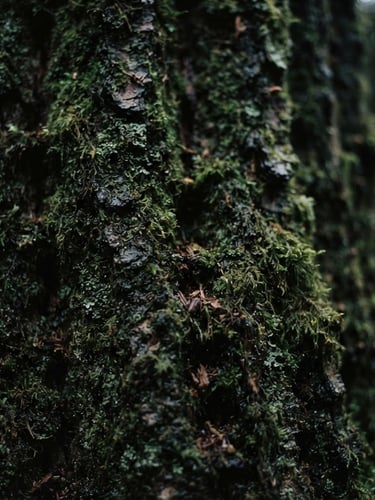 Moody close-up of dark mossy tree bark in a deep forest, soft natural low-key light, rich green and earthy tones, 35mm lens