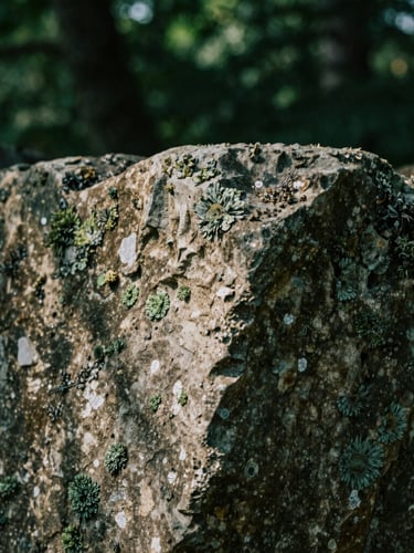Intimate close-up of weathered stone textures with subtle green lichen, soft natural forest light, organic details, moody atmosphere